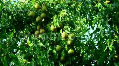 成熟的<strong>梨子</strong>聚集在水果园里。